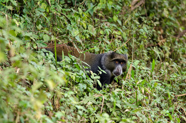 Cercopithèque argenté, Singe bleu de Doggett,  cercopithecus doggetti, Parc National d'Arusha, Tanzanie, Afrique de l'Est