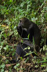 Cercopithèque argenté, Singe bleu de Doggett,  cercopithecus doggetti, Parc National d'Arusha, Tanzanie, Afrique de l'Est