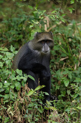 Cercopithèque argenté, Singe bleu de Doggett,  cercopithecus doggetti, Parc National d'Arusha, Tanzanie, Afrique de l'Est