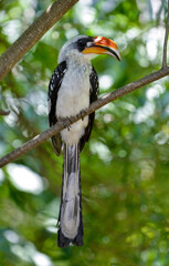 Calao à bec jaune,Tockus flavirostris, Eastern Yellow billed Hornbill, Afrique