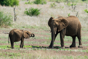Éléphant d'Afrique, femelle et jeune, Loxodonta africana, Parc national Kruger, Afrique du Sud