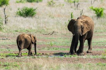 Éléphant d'Afrique, femelle et jeune, Loxodonta africana, Parc national Kruger, Afrique du Sud