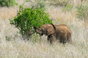 Éléphant d'Afrique, jeune, Loxodonta africana, Parc national Kruger, Afrique du Sud