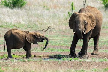 Éléphant d'Afrique, femelle et jeune, Loxodonta africana, Parc national Kruger, Afrique du Sud
