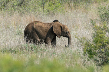 Éléphant d'Afrique, jeune, Loxodonta africana, Parc national Kruger, Afrique du Sud