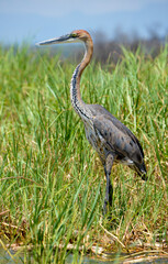 Héron pourpré,Ardea purpurea, Purple Heron