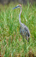 Héron pourpré,Ardea purpurea, Purple Heron