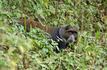 Cercopithèque argenté, Singe bleu de Doggett,  cercopithecus doggetti, Parc National d'Arusha, Tanzanie, Afrique de l'Est