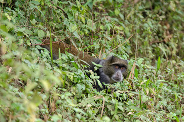 Obraz premium Cercopithèque argenté, Singe bleu de Doggett, cercopithecus doggetti, Parc National d'Arusha, Tanzanie, Afrique de l'Est