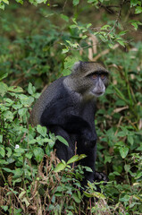 Cercopithèque argenté, Singe bleu de Doggett,  cercopithecus doggetti, Parc National d'Arusha, Tanzanie, Afrique de l'Est