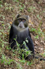 Cercopithèque argenté, Singe bleu de Doggett,  cercopithecus doggetti, Parc National d'Arusha, Tanzanie, Afrique de l'Est
