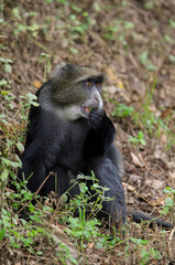 Cercopithèque argenté, Singe bleu de Doggett,  cercopithecus doggetti, Parc National d'Arusha, Tanzanie, Afrique de l'Est