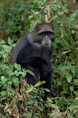 Cercopithèque argenté, Singe bleu de Doggett,  cercopithecus doggetti, Parc National d'Arusha, Tanzanie, Afrique de l'Est