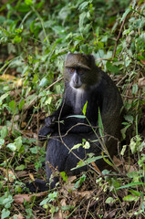 Cercopithèque argenté, Singe bleu de Doggett,  cercopithecus doggetti, Parc National d'Arusha, Tanzanie, Afrique de l'Est