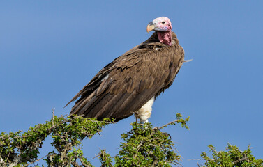 Vautour oricou, Torgos tracheliotos, Lappet faced Vulture, Afrique de l'Est