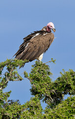 Vautour oricou, Torgos tracheliotos, Lappet faced Vulture, Afrique de l'Est
