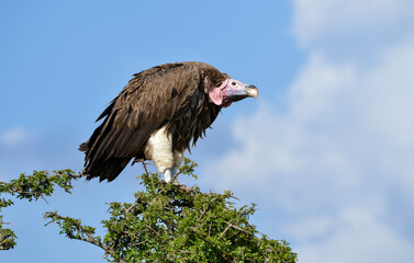 Vautour oricou, Torgos tracheliotos, Lappet faced Vulture, Afrique de l'Est