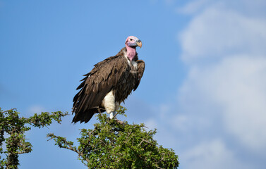 Vautour oricou, Torgos tracheliotos, Lappet faced Vulture, Afrique de l'Est