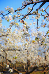 Blooming pear flower, very beautiful