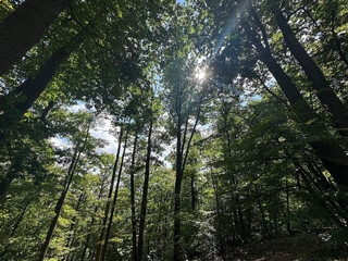 Green forest area with slope with lot of trees trunks shooted with sunrays inside and edited from low angle in Chaumontel France