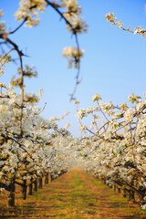 Blooming pear flower, very beautiful