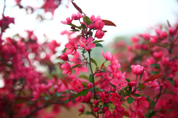 The blooming begonia flowers are in spring.