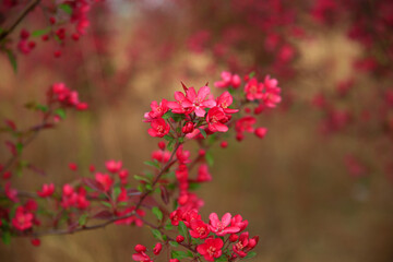 The blooming begonia flowers are in spring.