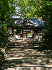 木漏れ日が差し込む伊居太神社の参道