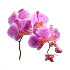 Obraz premium A stunning close-up of delicate pink orchid flowers in full bloom, radiating elegance and beauty. The blossoms feature intricate details and textures