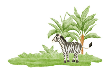 Cute zebra in jungle watercolor illustration isolated on white. Hand drawn African safari animal with palm trees for kids and nursery decor. Child drawing savannah nature clip art
