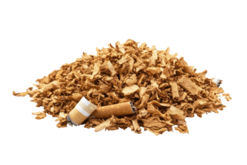 Pile of loose tobacco and cigarette butts isolated on transparent background. Cigarette butt isolated on white background.