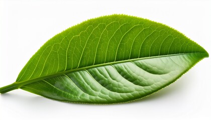 Obraz premium Green Tea Leaf Isolated On White Background