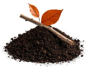 A small soil mound supports a twig bearing two autumn leaves, set on black