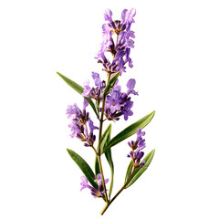 Naklejka premium lilac flowers isolated on white background