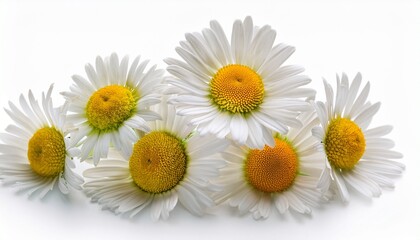 Chamomile Flowers Isolate On White Background Selective Focus Nature