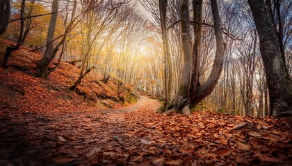 Winding Autumn Leafcovered Forest Trail With Sunlight Filtering Through Bare Trees Wideangle Groundlevel Shot Evoking Exploration And Nature S Beauty