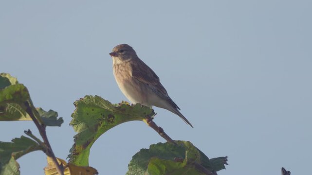Common linnet (Linaria cannabina). A young bird perched on a tree branch against a blue sky.