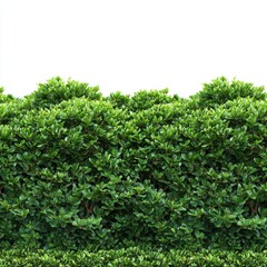 Obraz premium A meticulously manicured, vibrant green hedge, showcasing the beauty of natural landscaping