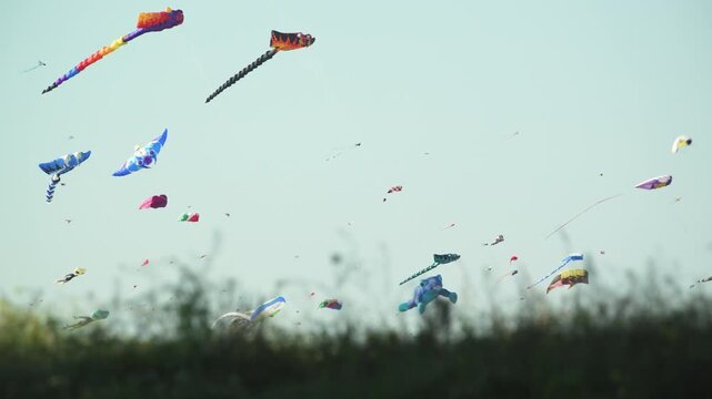 kites flying in the wind with grass in foreground 4K