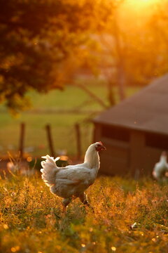 Poulet de Bresse
