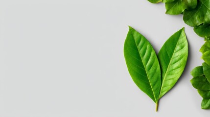 Fototapeta premium Vibrant green leaves displayed on a clean white background perfect for design projects.
