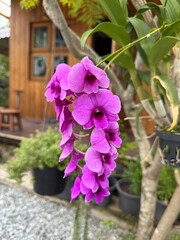 flowers in the garden