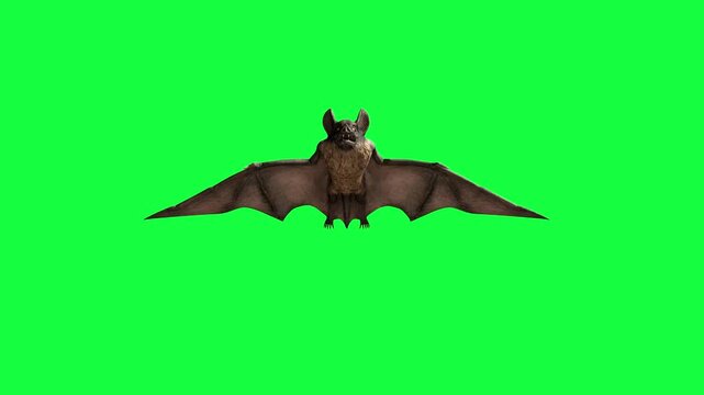 Flying bat isolated on green screen chroma key background. Brown bat with spread wings in flight motion. Perfect cutout for video editing, Halloween animation and special effects production.