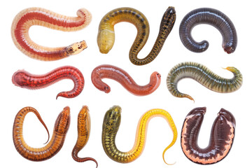 Obraz premium Collection of colorful segmented earthworms isolated on transparent background. Collection set of worms isolated on white background.