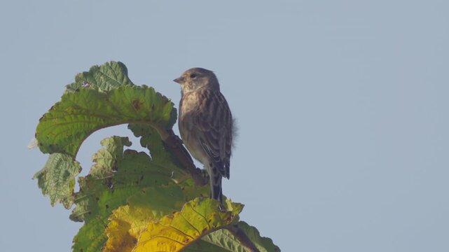 Common linnet (Linaria cannabina). A young bird perched on a tree branch against a blue sky.