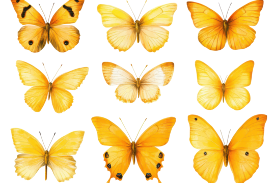 Collection of nine yellow butterflies isolated on transparent background. Collection set of yellow butterflies isolated on white background. - Powered by Adobe