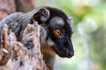 Cute Common brown lemur (Eulemur fulvus) with orange eyes. Endangered endemic animal on tree trunk in natural habitat, Reserve Peyrieras Madagascar Exotic, Madagascar wildlife animal.