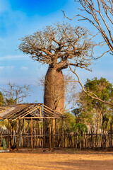 Colossal Grandidiers baobab (Adansonia grandidieri) towers over a simple wooden enclosure and dwelling in Kivalo, Madagascar