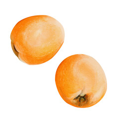 Ripe medlar. Orange plum. Exotic fruit. Orange oval food. Spring harvest. Mediterranean delicacy. Botanical watercolor illustration isolated from the background. Hand drawn.
