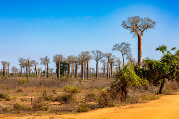 Iconic view of columnar baobab trees in the characteristic dry landscape surrounding Morondava, on the west coast of Madagascar